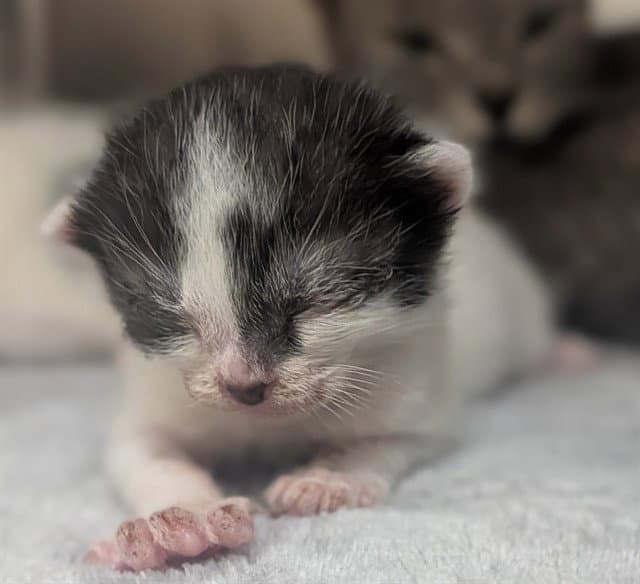 Unknown - Domestic Short Hair