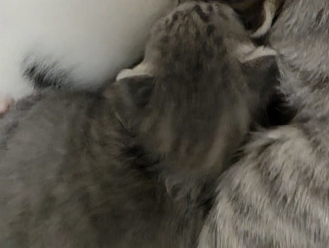 Unknown - Domestic Short Hair