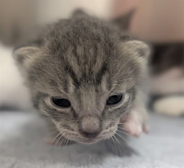 Unknown - Domestic Short Hair
