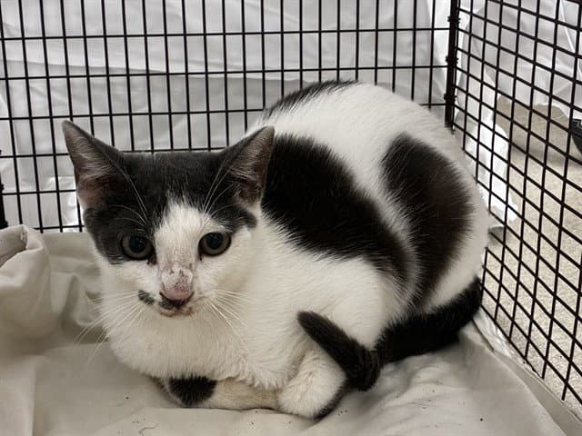 Unknown - Domestic Short Hair