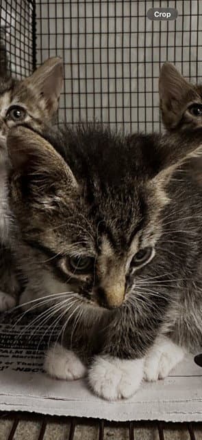 Unknown - Domestic Short Hair