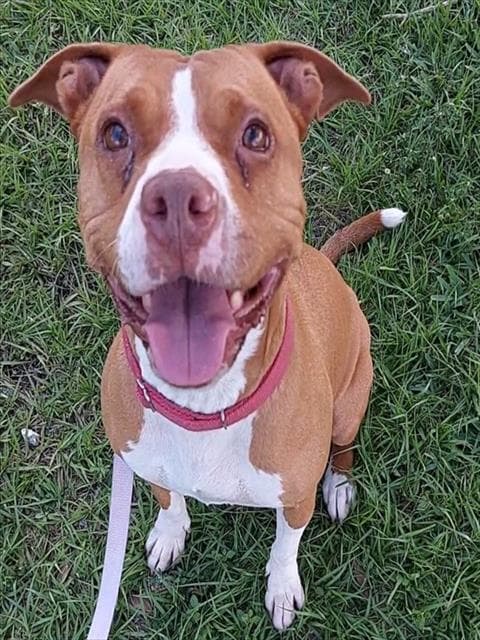 Peaches - American Staffordshire Terrier