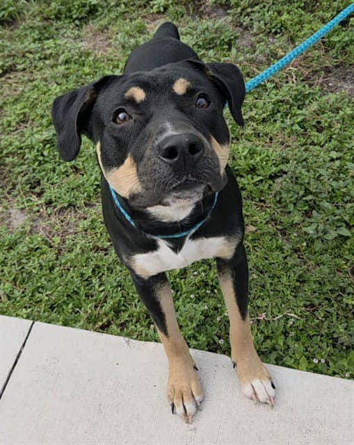 Wonton - American Staffordshire Terrier