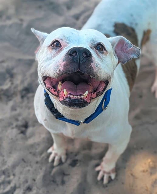 Humvee - American Bulldog
