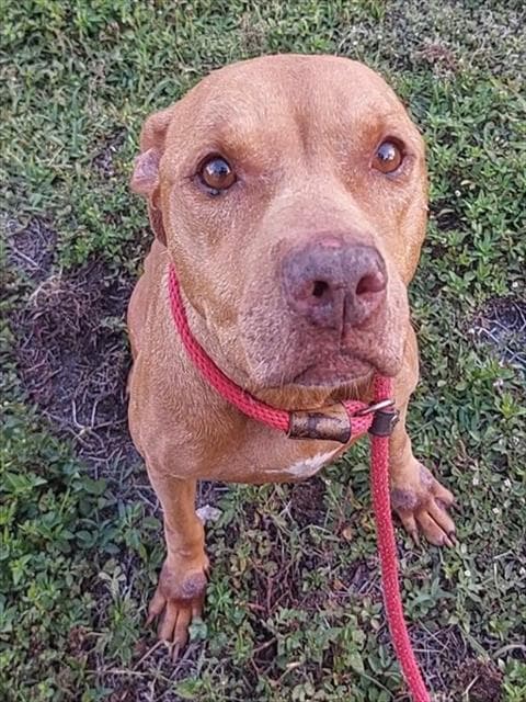 Sage - American Staffordshire Terrier