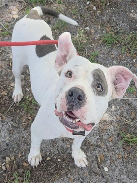 Jude - American Staffordshire Terrier