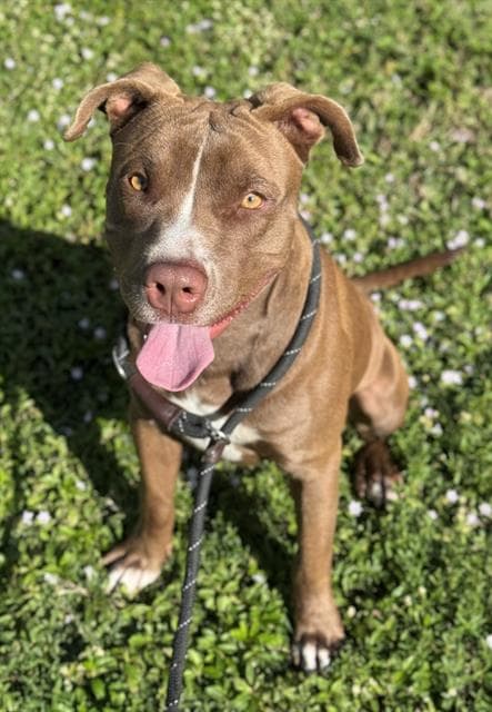 Tyler - American Staffordshire Terrier