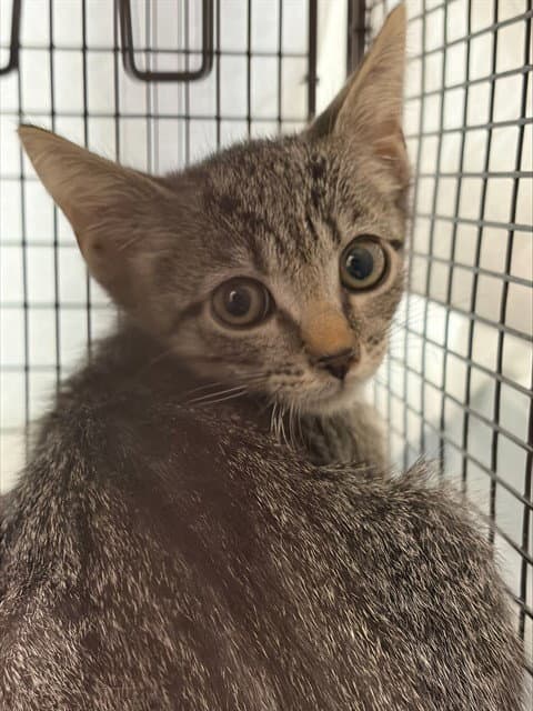 Unknown - Domestic Short Hair