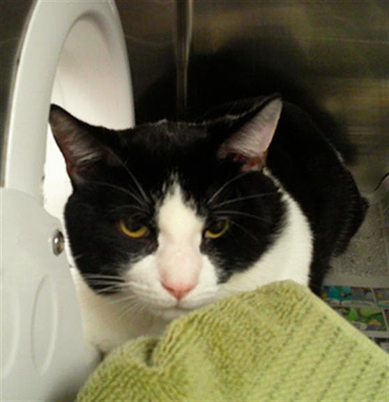 Inky - Domestic Short Hair