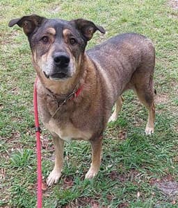 Jake image 1