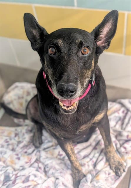 Unknown - German Shepherd Dog