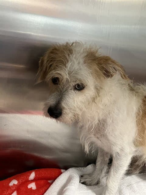 Unknown - Wheaten Terrier