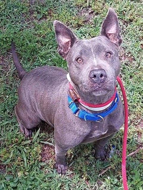 Mama - American Staffordshire Terrier
