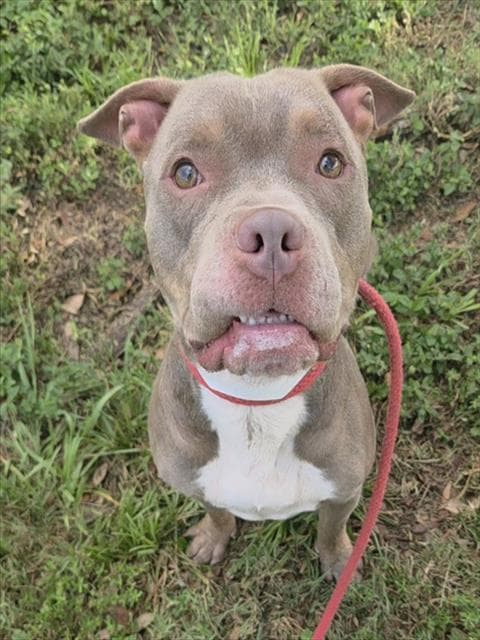 Reed - Pit Bull Terrier