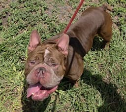 Big Boy image 1