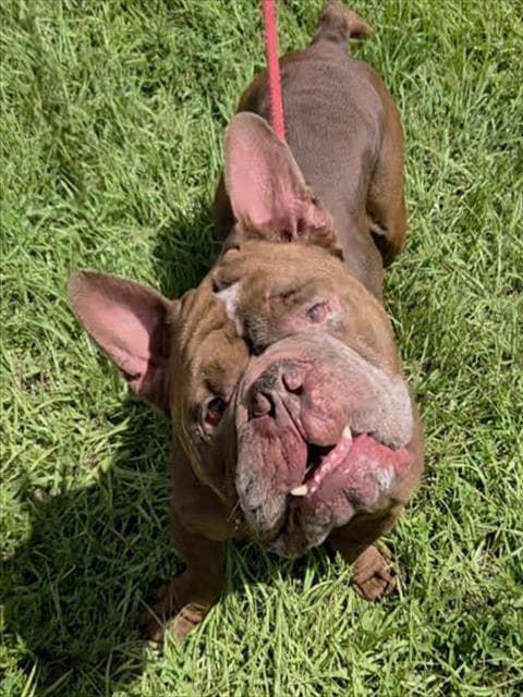 Big Boy - American Staffordshire Terrier