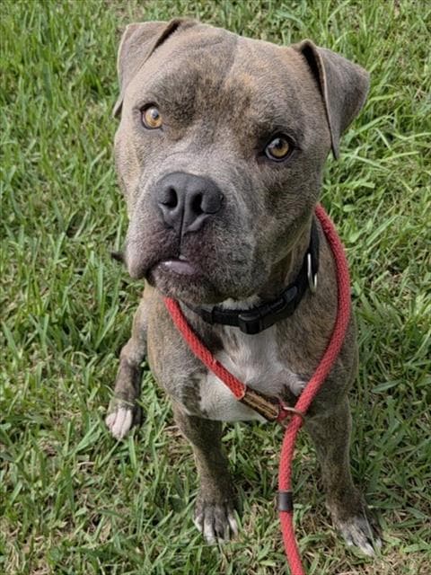 Presley - American Staffordshire Terrier