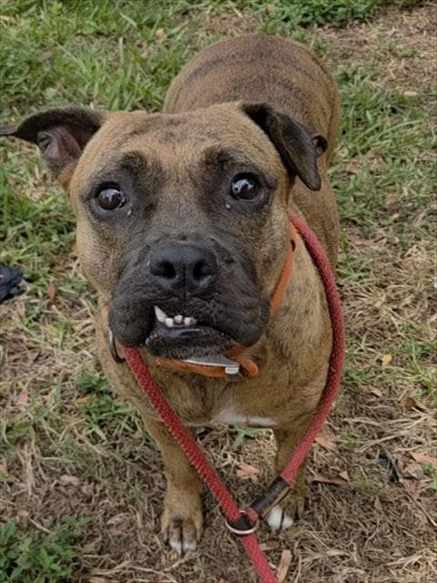 Meryl - American Staffordshire Terrier