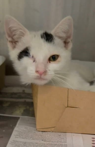 Kira - Domestic Short Hair