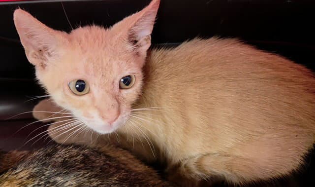 Unknown - Domestic Short Hair