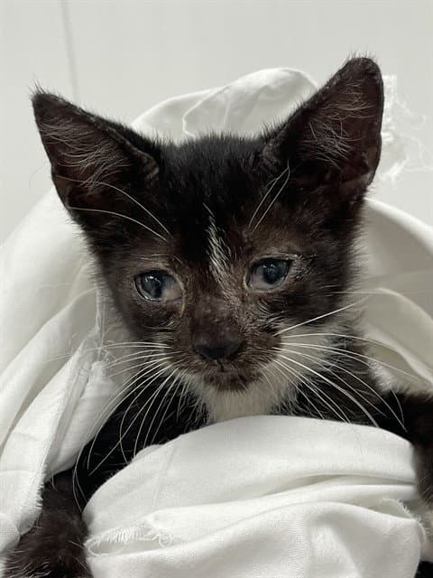 Unknown - Domestic Short Hair