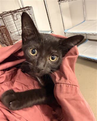 Midnight - Domestic Short Hair