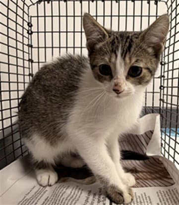 Starlight - Domestic Short Hair