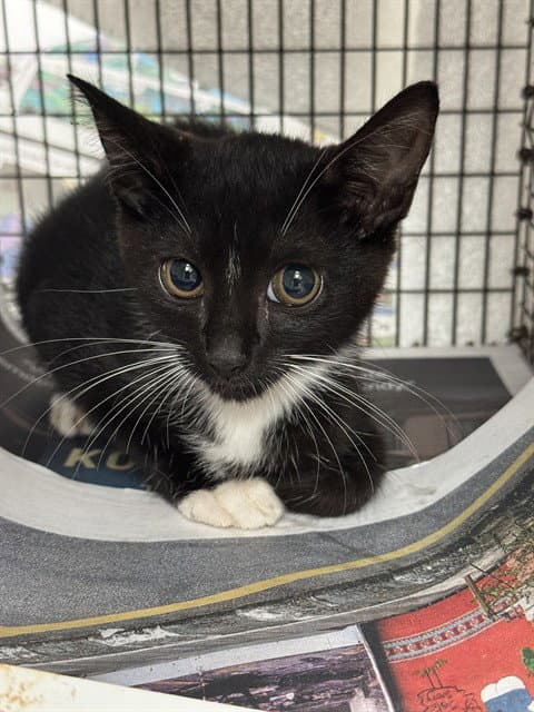 Daffodil - Domestic Short Hair