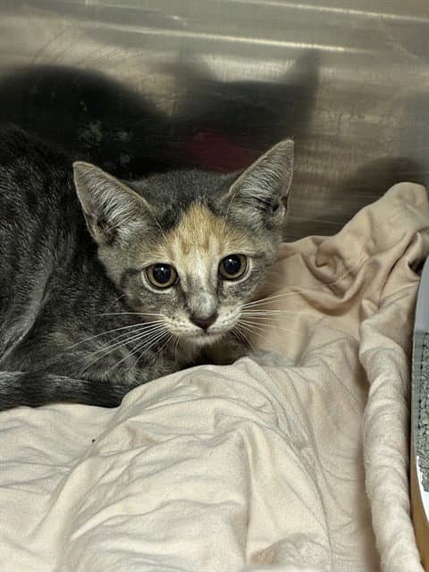 Clawdia - Domestic Short Hair