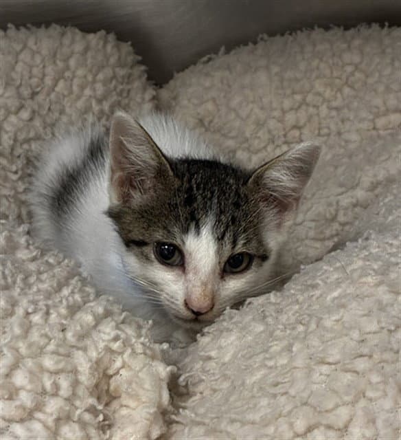 Picatso - Domestic Short Hair