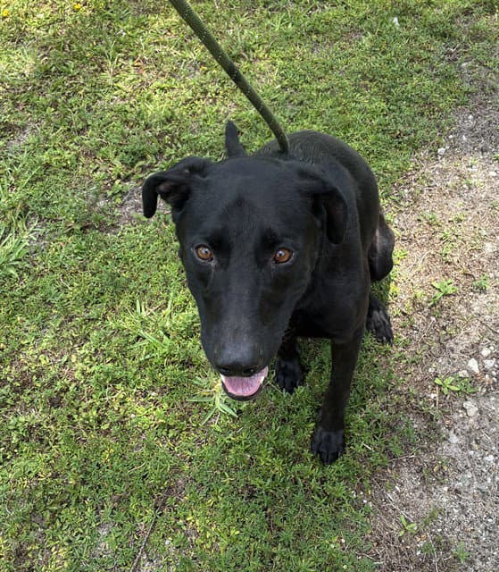 Mando - Labrador Retriever