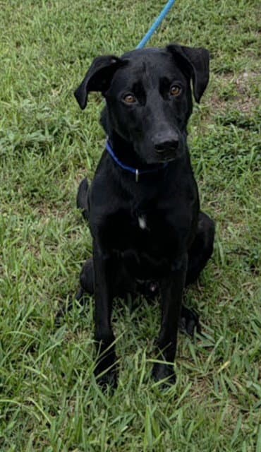 Mando - Labrador Retriever
