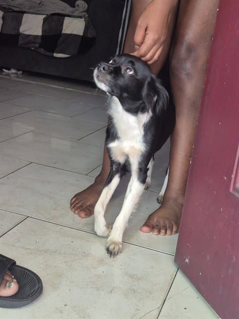 Sasha - Chihuahua