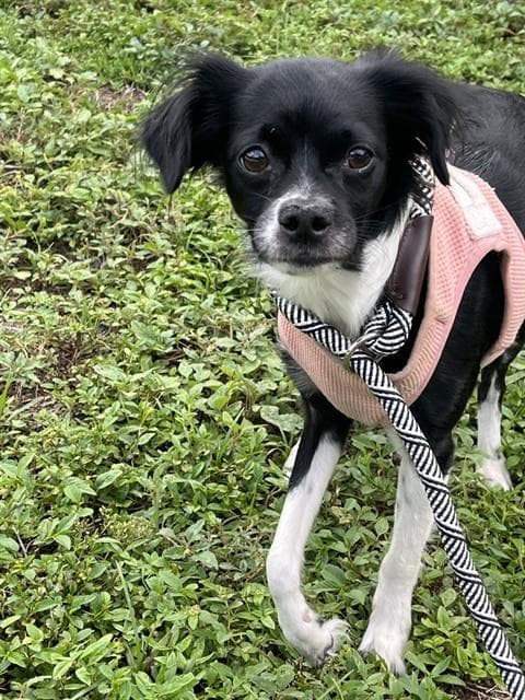 Sasha - Chihuahua