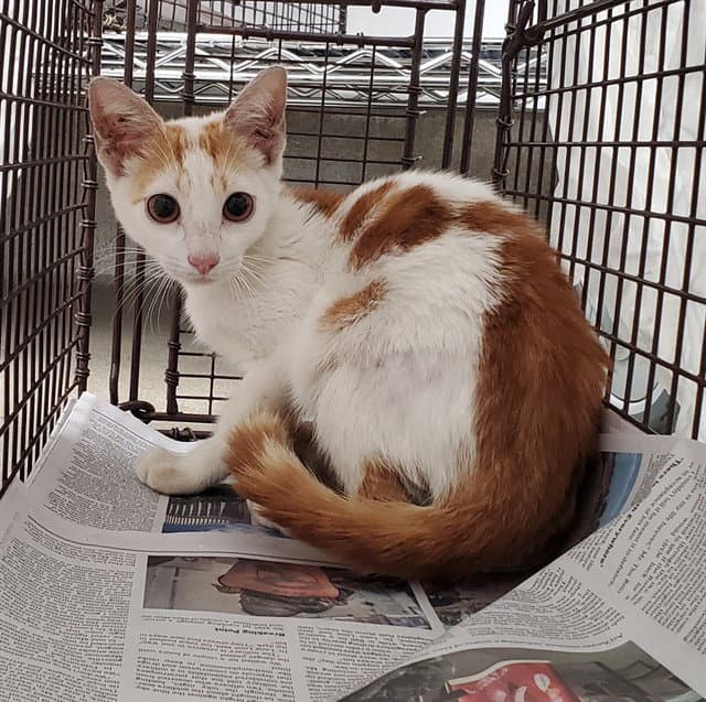 Unknown - Domestic Short Hair