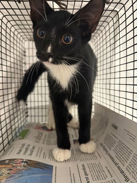Fendi - Domestic Short Hair