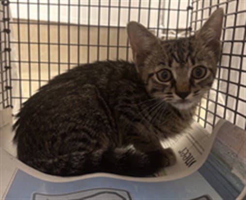 Pete - Domestic Short Hair