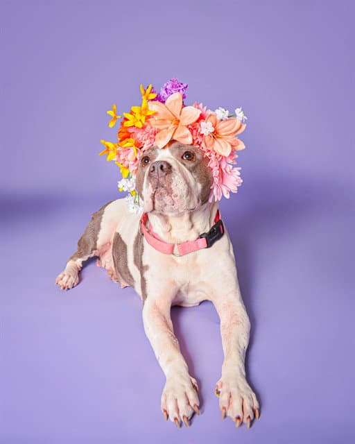 Mollie - American Staffordshire Terrier