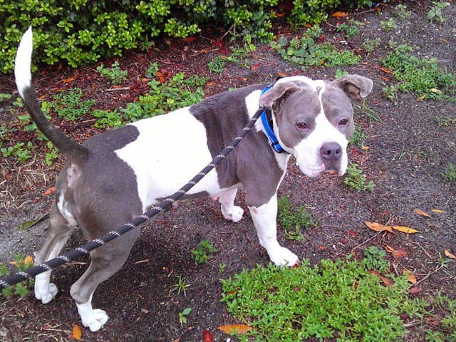Mollie - American Staffordshire Terrier
