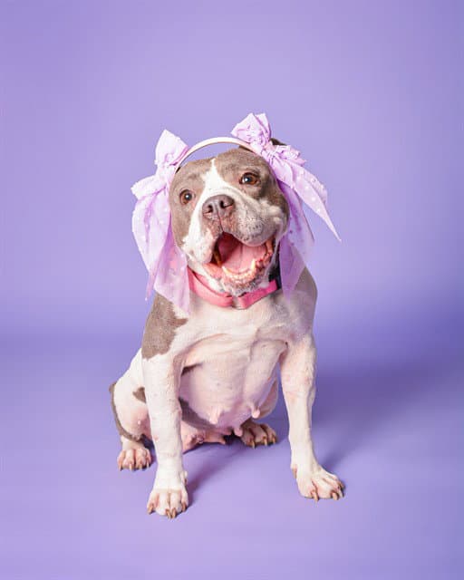 Mollie - American Staffordshire Terrier