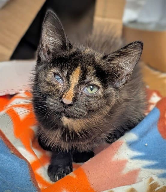 Brittney - Domestic Short Hair