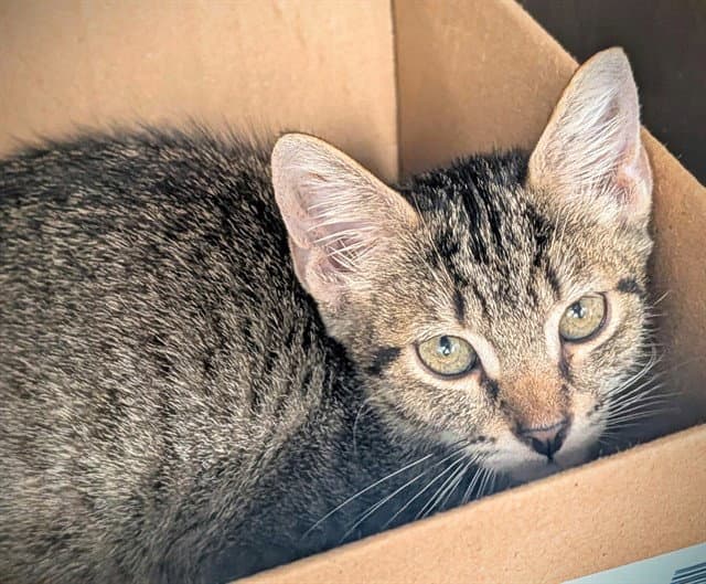 Shakira - Domestic Short Hair