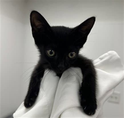 Baela - Domestic Short Hair
