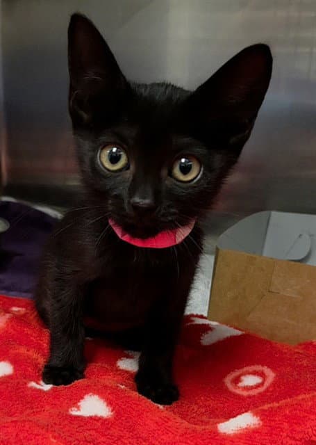 Baela - Domestic Short Hair