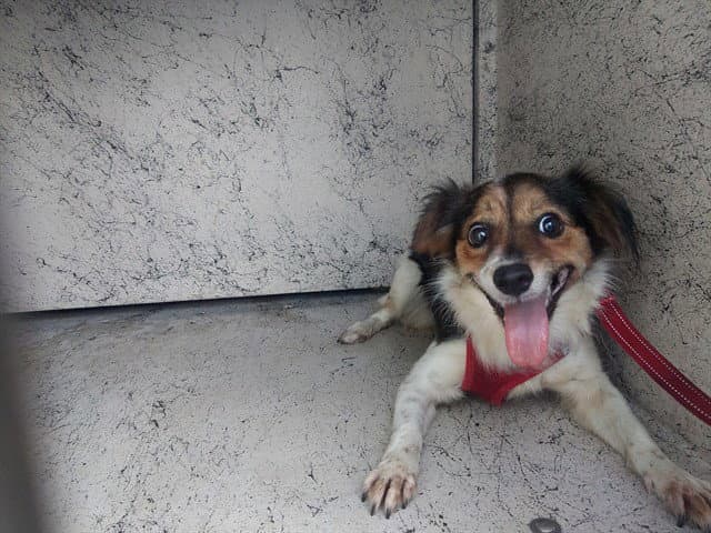Mixie - Chihuahua