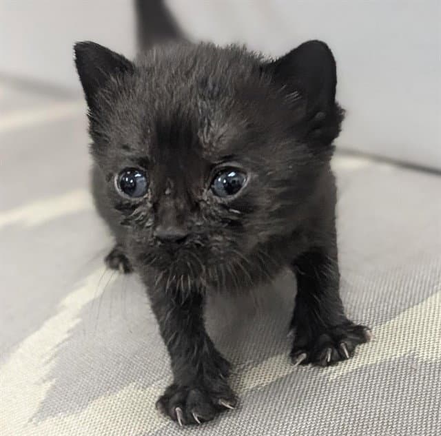 Gib - Domestic Short Hair