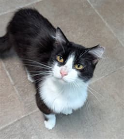Puffer image 1