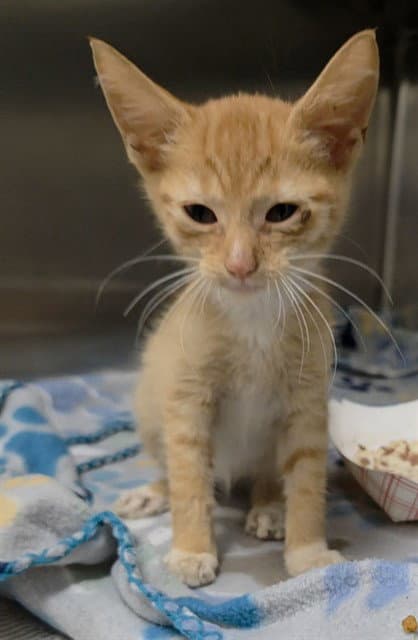 Aubrey - Domestic Short Hair