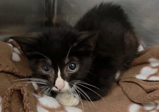Kesha - Domestic Short Hair