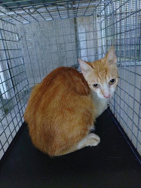 Soulja - Domestic Short Hair